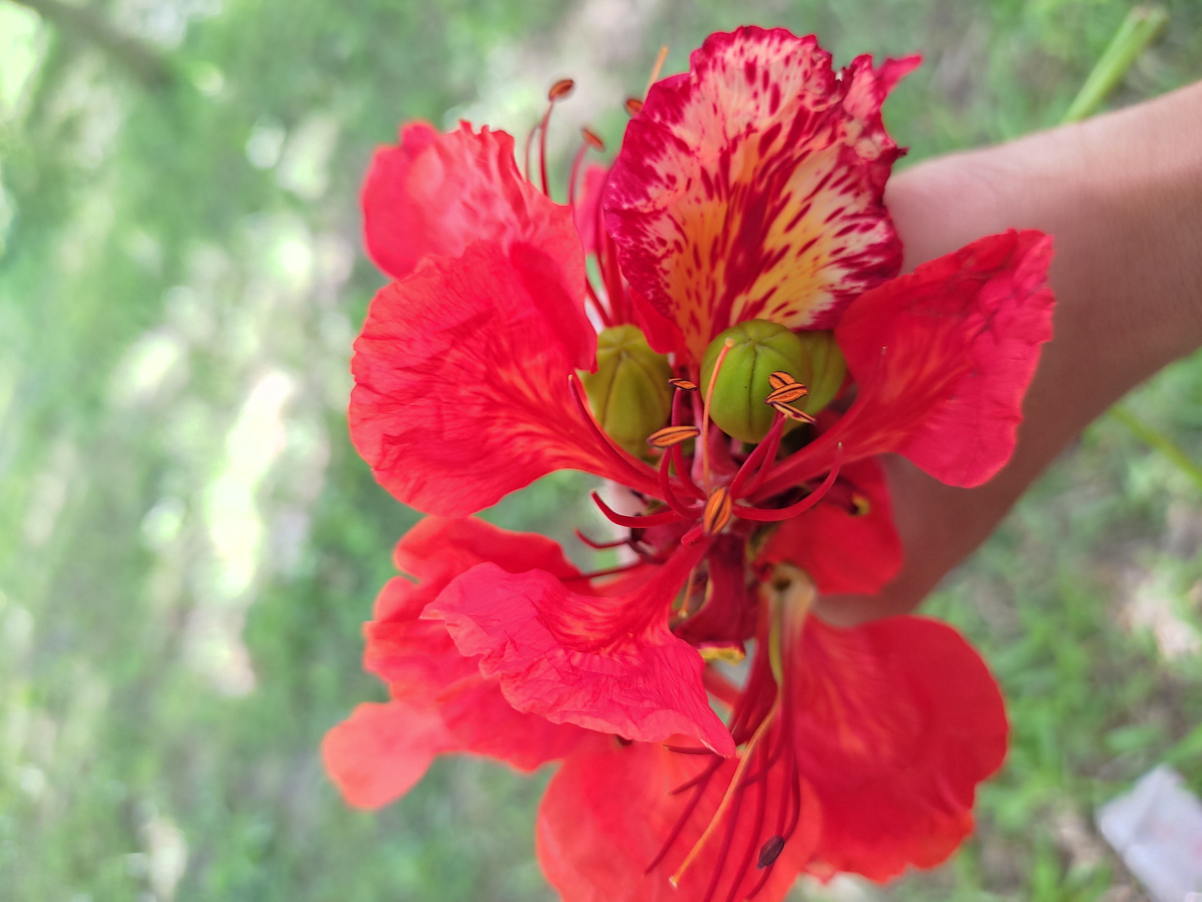 Hossain Muhammad Hamim